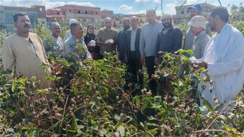 الإرشاد الزراعي بالبحيرة ينظم يومًا لجني القطن بكفر الدوار لتعزيز جودة المحصول والحد من الشوائب