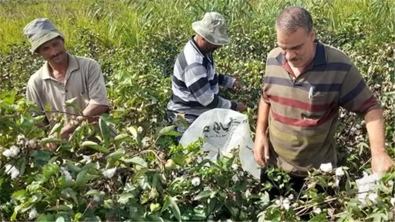 زراعة بورسعيد تنظم يوم حصاد لحقل إرشادي لمحصول القطن ضمن الحملة القومية لزيادة الإنتاجية
