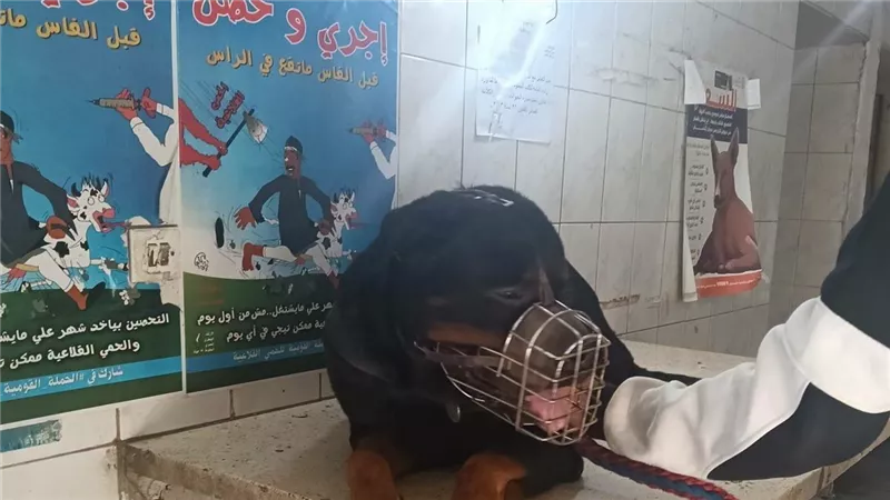 بيطري القاهرة: علاج 40 حيوانًا وتحصين 280 أرنبًا و4 قطط ضد السعار