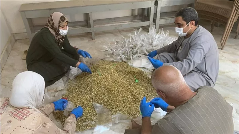 زراعة القليوبية تتابع تنفيذ الحملة المكثفة لمكافحة القوارض عقب حصاد المحاصيل الصيفية بمراكز المحافظة