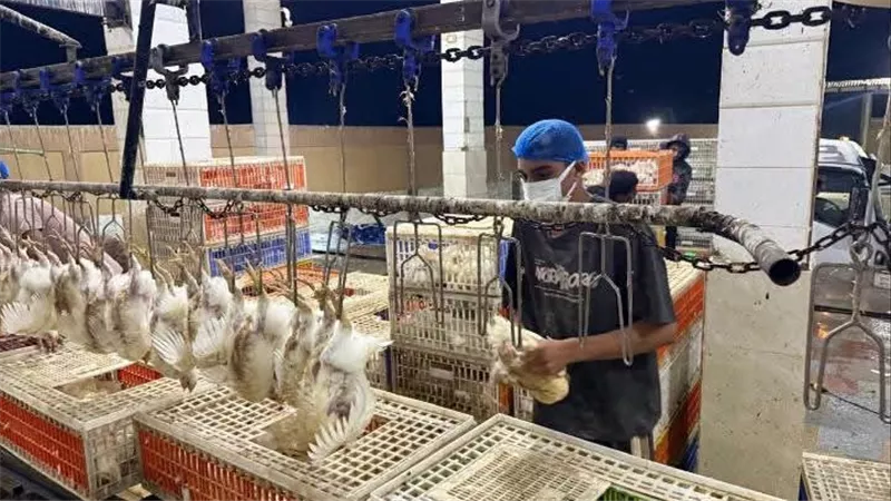 الطب البيطري بالسويس: فحص 3846 رأسًا وطائرًا والتأكد من مطابقتها للاشتراطات الصحية وصلاحيتها للاستهلاك الآدمي