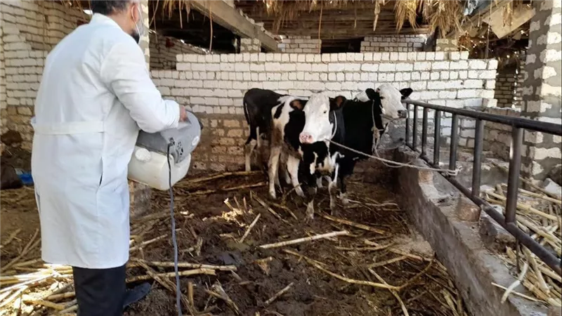 الطب البيطري بالمنيا يواصل تنفيذ القوافل العلاجية المجانية لدعم الثروة الحيوانية بالقرى الأكثر احتياجًا