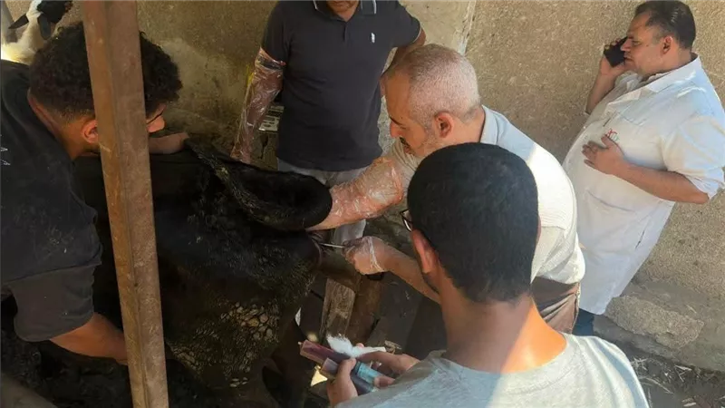 الزراعة: تلقيح أكثر من 46 ألف رأس ماشية خلال سبتمبر لدعم التحسين الوراثي وزيادة الإنتاج