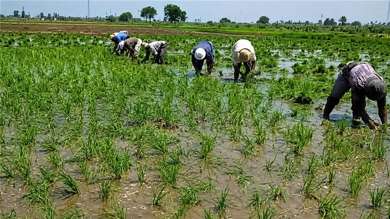 نقيب الفلاحين: مخالفات زراعة الأرز أثرت على أكثر من 2.5 مليون مواطن