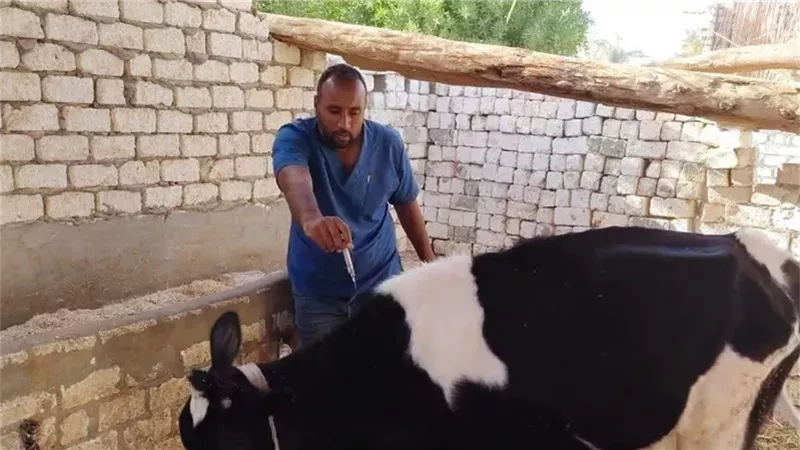 انطلاق حملة قومية لتحصين الأبقار والأغنام بالوادي الجديد ضد الأمراض الوبائية بمشاركة 41 لجنة بيطري