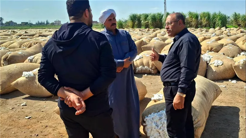 زراعة الإسماعيلية تتفقد مركز تجميع القطن بالبياضية لمتابعة إجراءات توريد «الذهب الأبيض»