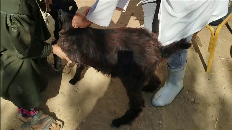 الخدمات البيطرية تنظم قافلة علاجية مجانية بالمنيا: تقديم آلاف الخدمات البيطرية بقرية قلوصنا في سمالوط