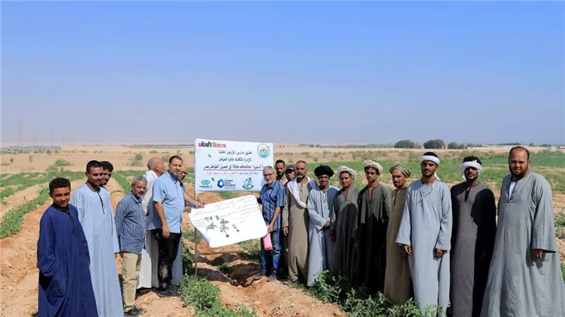 زراعة الأقصر تطلق أول مدرسة حقلية لمكافحة «توتا أبسليوتا» وحماية محصول الطماطم