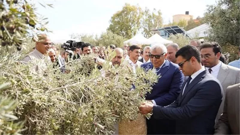 محافظ مطروح يشارك في حصاد الزيتون ويتفقد المعروضات بمهرجان الزيتون الدولي الأول