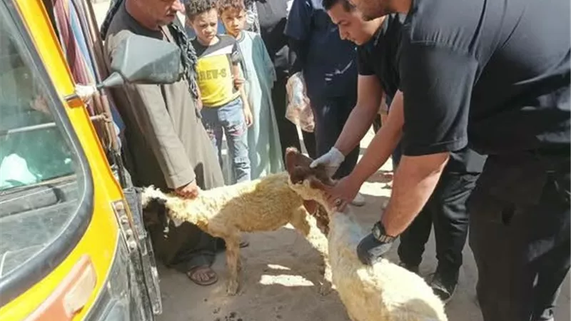 1643 حالة.. قافلة بيطرية بقرية بأس بيزر زريوط في فحص سبب البقرة والدواب والدواجن يدعم المربين