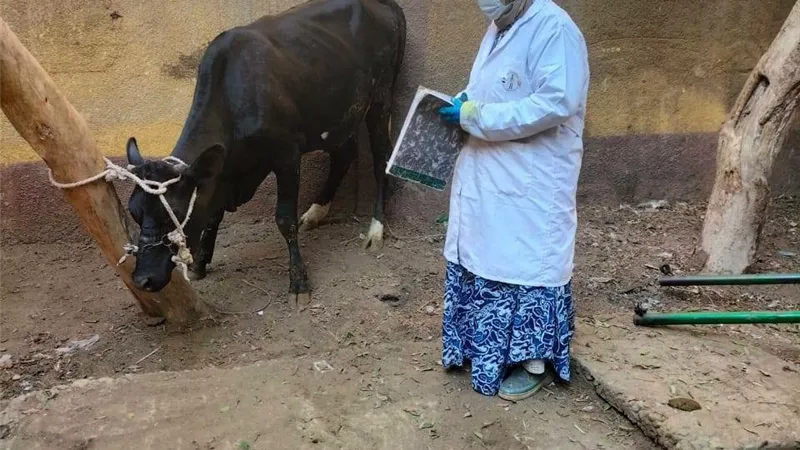 بيطري القليوبية ينفذ أعمال رش الحيوانات بطوخ لمكافحة الطفيليات الخارجية وحماية الثروة الحيوانية